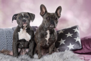 Dogs